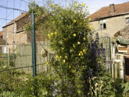 clematites_20211127_1717210914